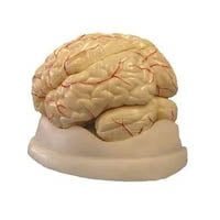 Anatomy