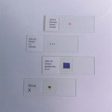 Bacteria, Smear From Mouth - 500-10