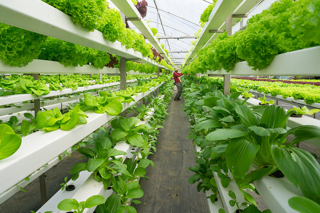 Agriculture and Cultivation