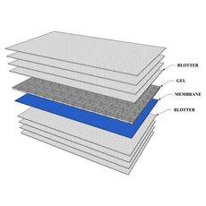 Dried blood spot, ultra purity cotton paper card 2x3 inch, research only, 50 pack - DBSV1-001