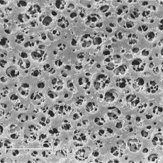 Sartorius CAMembran_0.2um_100mm_25pc - 11107-100-G